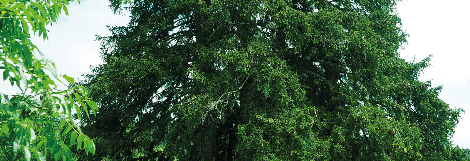 Klimakrise im Kletterwald